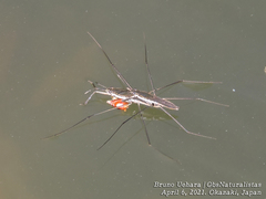 Aquarius paludum paludum