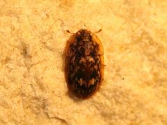 Lobiopa undulata