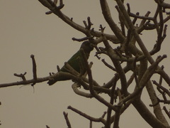 Poicephalus senegalus