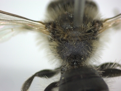 Andrena