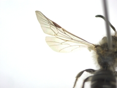 Andrena
