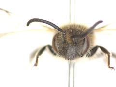 Andrena