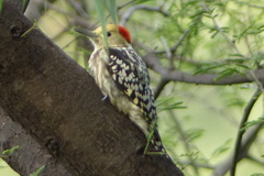 Leiopicus mahrattensis