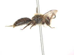 Andrena