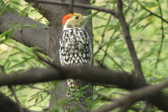 Leiopicus mahrattensis