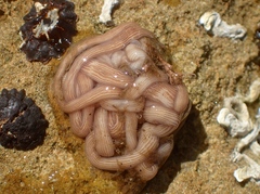 Baseodiscus delineatus