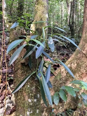 Peperomia amplexicaulis