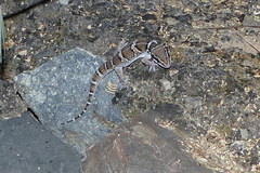 Hemidactylus sahgali