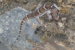 Hemidactylus sahgali