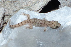 Hemidactylus gleadowi