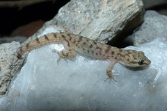 Hemidactylus gleadowi