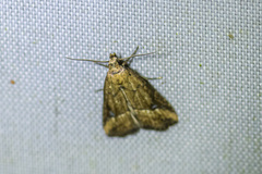 Luceria oculalis