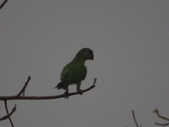 Poicephalus senegalus