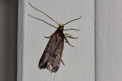 Lecithocera terrigena