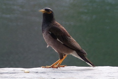 Acridotheres tristis