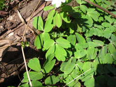 Anemonoides raddeana