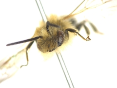 Andrena