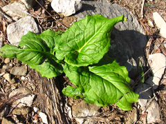 Symplocarpus renifolius