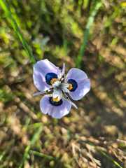 Moraea villosa