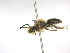 Andrena