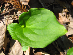 Symplocarpus renifolius