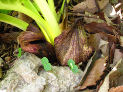 Symplocarpus renifolius