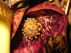 Symplocarpus renifolius