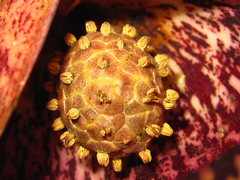 Symplocarpus renifolius