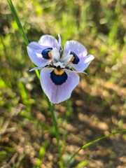 Moraea villosa
