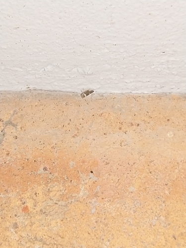 Mango leafhopper