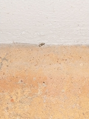 Idioscopus nitidulus