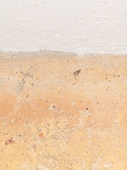 Idioscopus nitidulus