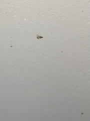 Idioscopus nitidulus