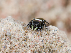 Heliophanus chovdensis