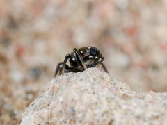 Heliophanus chovdensis