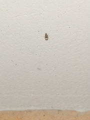 Idioscopus nitidulus