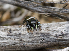 Heliophanus chovdensis