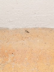 Idioscopus nitidulus