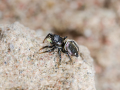 Heliophanus chovdensis