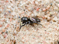 Heliophanus chovdensis