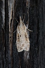 Scoparia plagiotis
