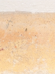 Idioscopus nitidulus