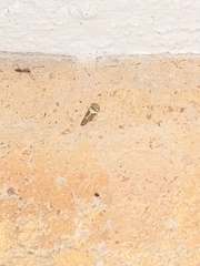 Idioscopus nitidulus