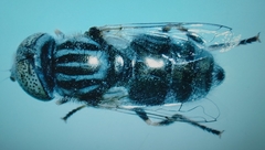 Eristalinus aeneus