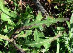 Ramularia inaequalis