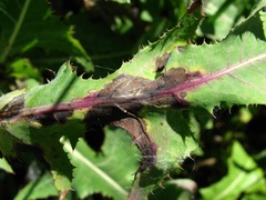 Ramularia inaequalis