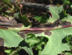 Ramularia inaequalis