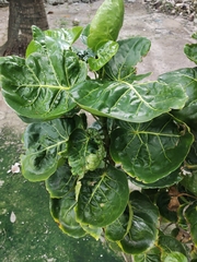 Polyscias scutellaria