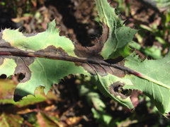 Ramularia inaequalis