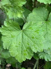 Tellima